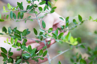 Native American Uses of Yaupon - CatSpring Yaupon