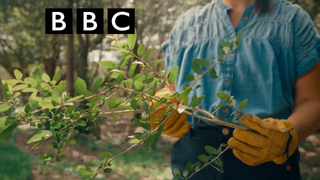 Exploring Yaupon's Past and Future with the BBC