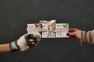 Gifting CatSpring Yaupon