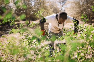 More Than a Leaf, Yaupon’s Indigenous Legacy