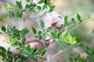 Sourcing Native Tea with Purpose