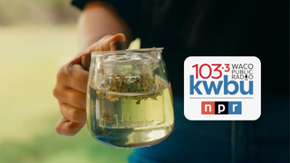 NPR helping us ask why? - CatSpring Yaupon