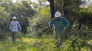 Harvesters from CatSpring Yaupon working 